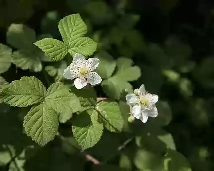 072_4V1A6834 Ronce Bleuâtre (Rubus caesius L., 1753)