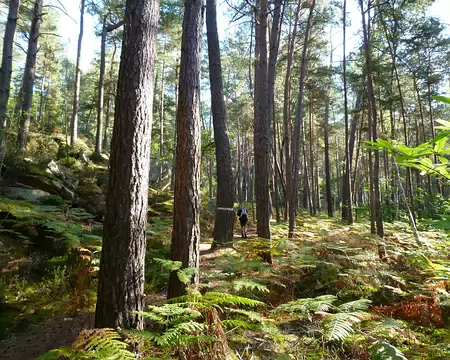 PXL049 Cet après-midi, fougères à volonté ...