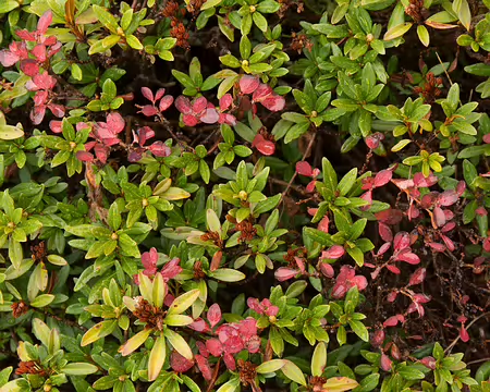 FM9A4924 Rhododendron ferrugineux (Rhododendron ferrugineum L., 1753) et airelle à petites feuilles (Vaccinium uliginosum subsp. microphyllum (Lange) Tolm., 1936)