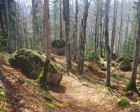 Forêt du Jura Forêt du Jura