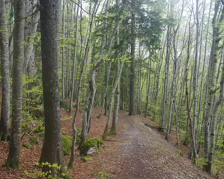 Descente en forêt Descente en forêt