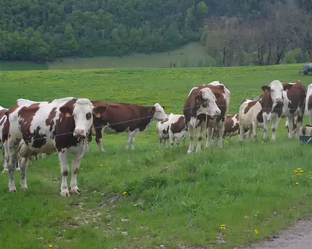 Les vaches regardent passer les Parisiens Les vaches regardent passer les Parisiens