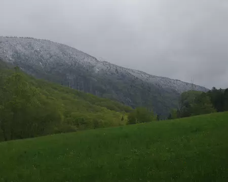 Sapins saupoudrés de neige Sapins saupoudrés de neige