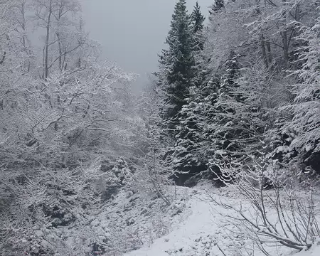 La forêt après les premières neiges de décembre La forêt après les premières neiges de décembre