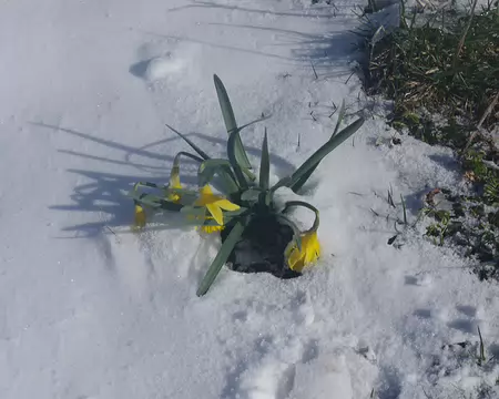 Jonquille surprise par la neige tardive Jonquille surprise par la neige tardive