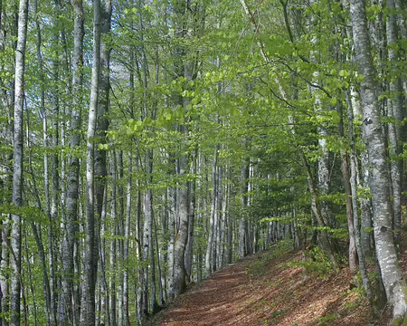 Quatrième jour : on commence par une bonne montée en forêt Quatrième jour : on commence par une bonne montée en forêt