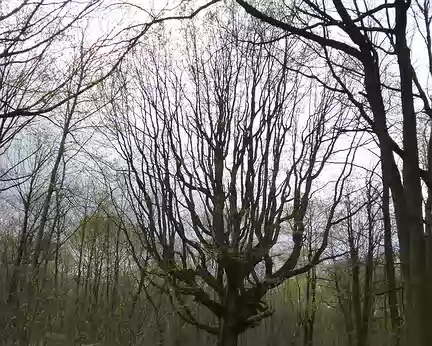P1180907 Le gros chêne en forêt d'Angervilliers