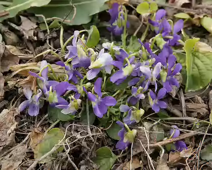 IMG_0197 Violette hérissée (Viola hirta L., 1753)