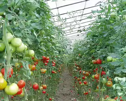 026 La culture des tomates semble la principale source de revenus.
