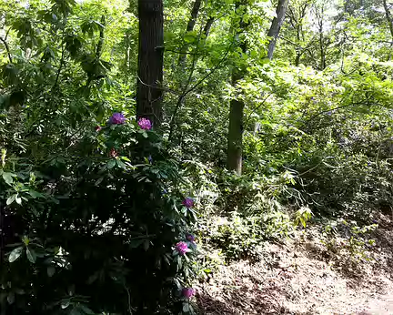 PXL010 Des rhododendrons en fleur en pleine nature !
